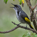 Crescent Honeyeater - Photo (c) Nik Borrow, some rights reserved (CC BY-NC)