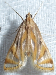 Eoophyla conjunctalis