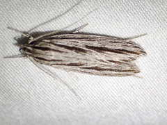 Leistarcha scitissimella