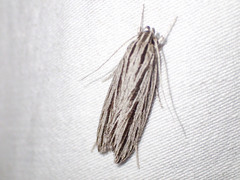 Leistarcha scitissimella