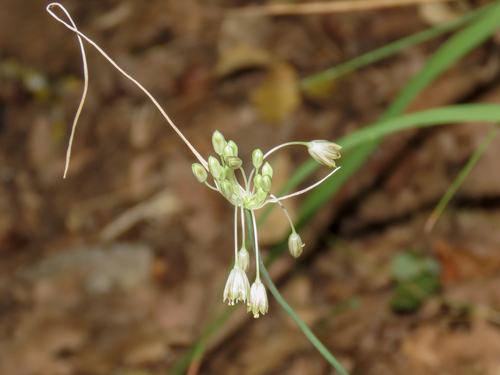 Fine-flowered garlic (Allium tenuiflorum)