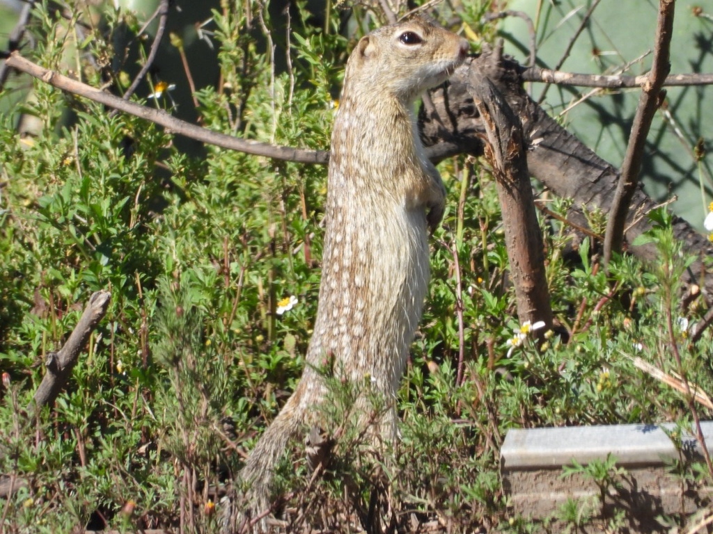 Mexican Ground Squirrel