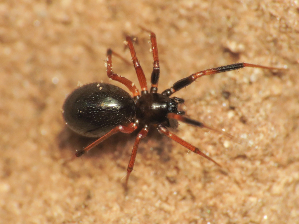 Syedra nigrotibialis