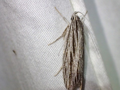 Leistarcha scitissimella