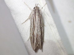 Leistarcha scitissimella
