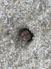 Cicindela hirticollis