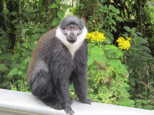 L'Hoest's Monkey