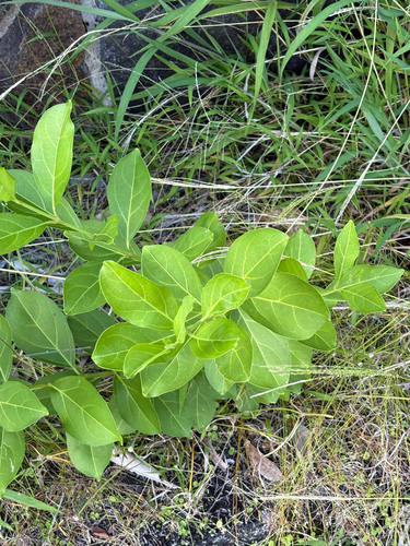 Citharexylum caudatum observed 2025-07-27