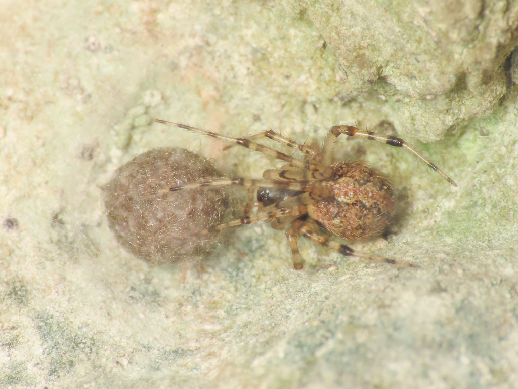 Theridion mystaceum