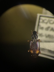 Bembidion scopulinum