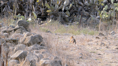 Canis aureus syriacus