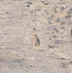 Canis aureus syriacus