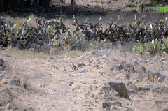 Canis aureus syriacus