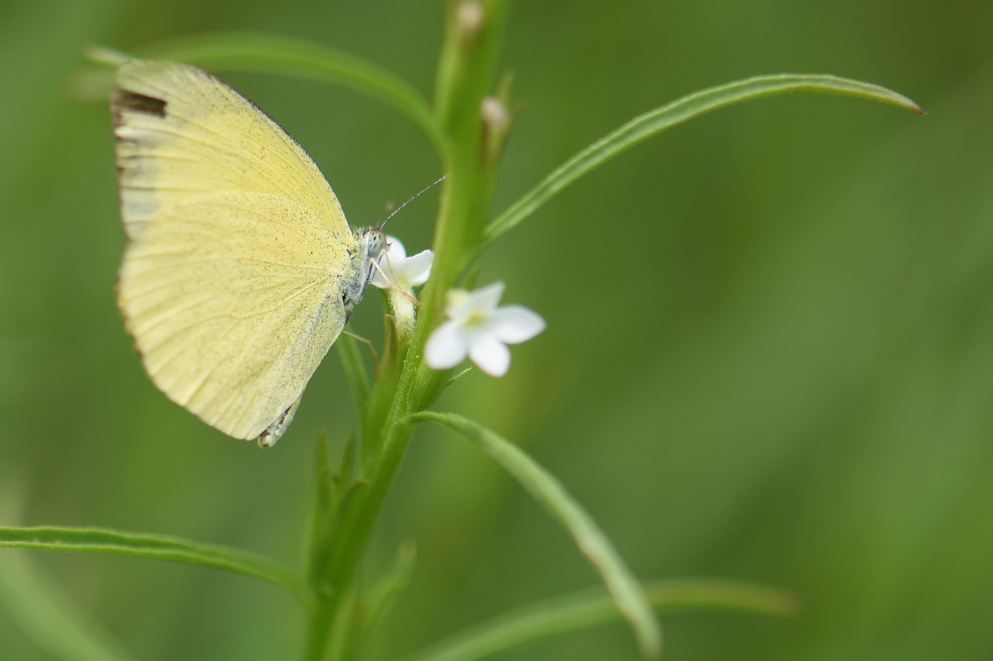 Spotless Grass Yellow