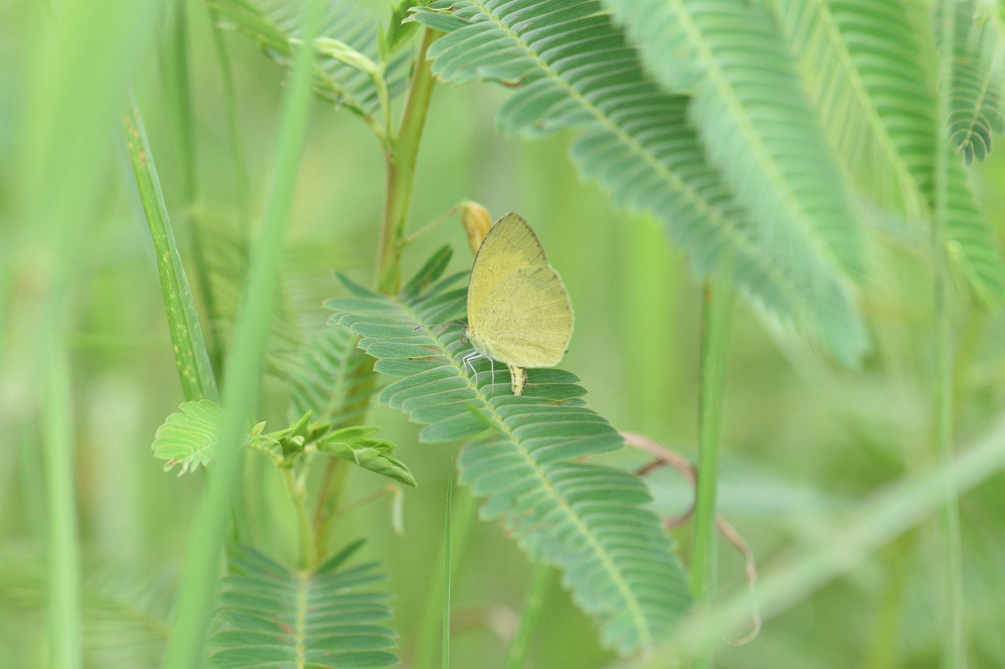Spotless Grass Yellow