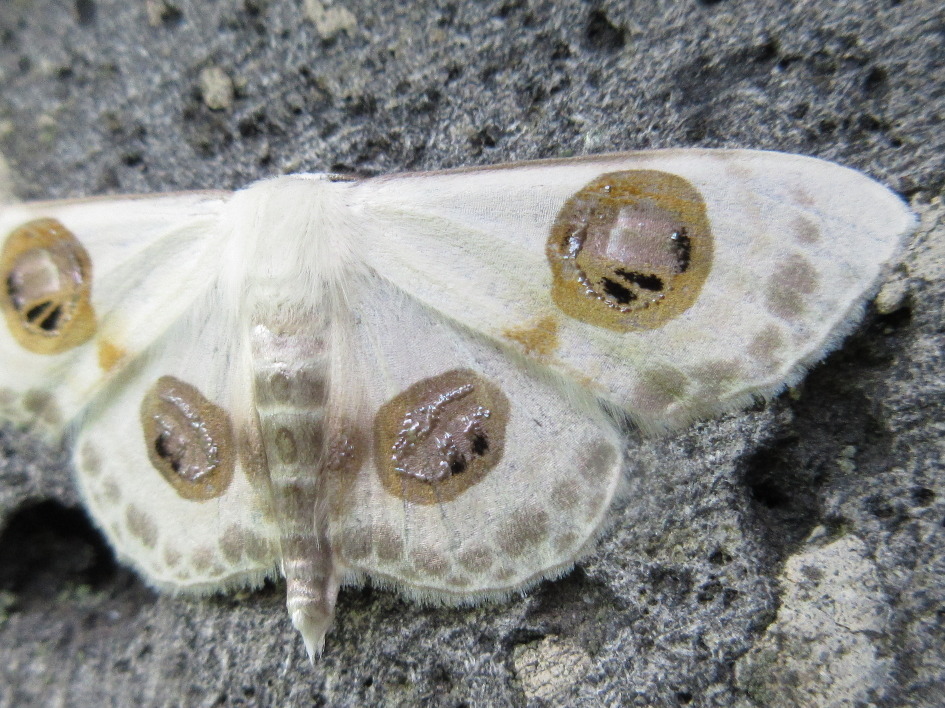 Problepsis diazoma