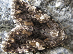 Catocala nagioides