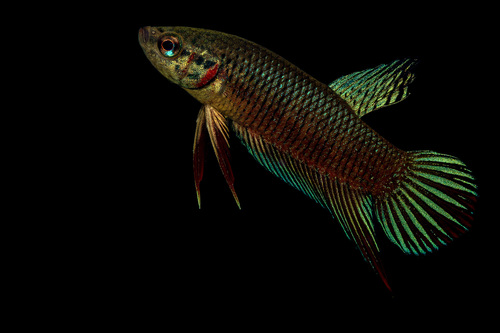 Siamese Fighting Fish, Thailand, photo 9 of 10