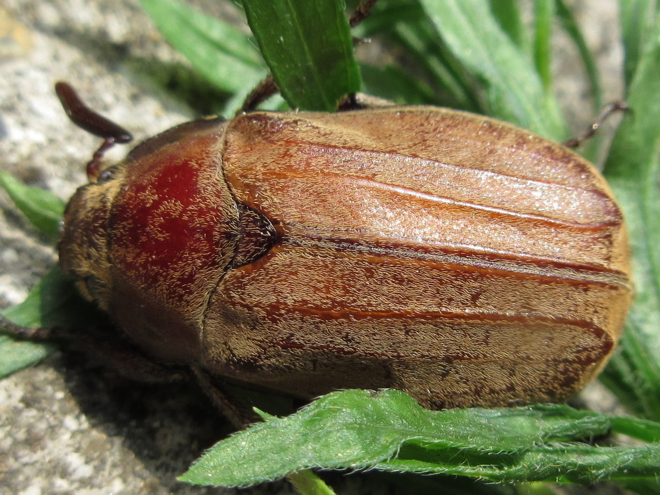 Melolontha incana