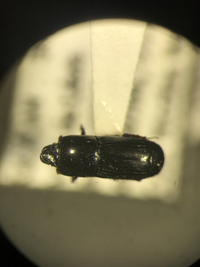 Platysoma deficiens
