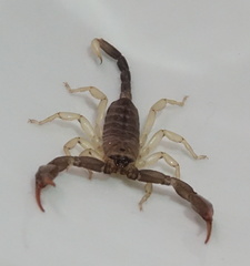 Euscorpius flavicaudis