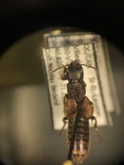 Platydracus zonatus