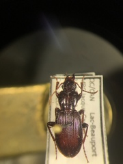 Pterostichus tristis