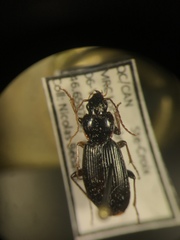 Synuchus impunctatus
