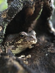 Hyla japonica