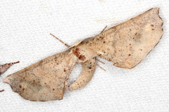 Oenochrominae