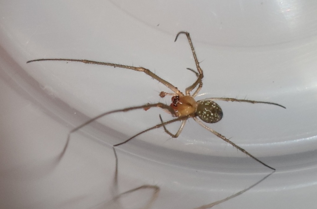 Okileucauge sasakii