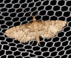 Metasia capnochroa