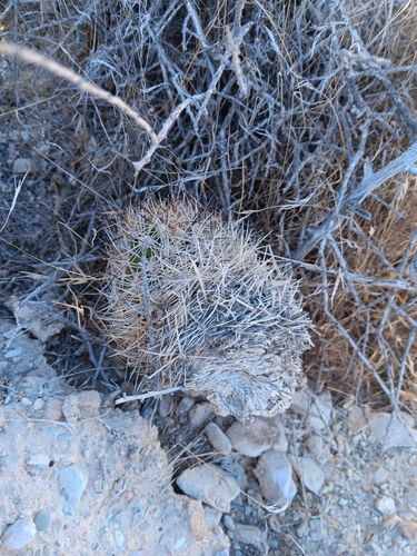 Pediocactus sileri
