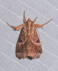 Callopistria floridensis image