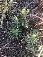 Oenothera cinerea cinerea