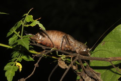 Nesoecia