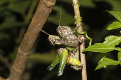 Phaulotettix huastecus