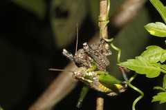 Phaulotettix huastecus