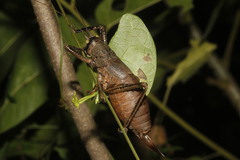 Nesoecia