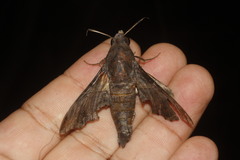 Nyceryx tacita