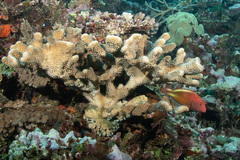 Pocillopora grandis