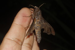 Nyceryx tacita