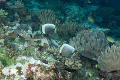 Chaetodon reticulatus