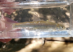 Hybognathus nuchalis