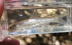 Hybognathus nuchalis