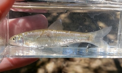 Hybognathus nuchalis