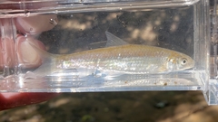 Hybognathus nuchalis