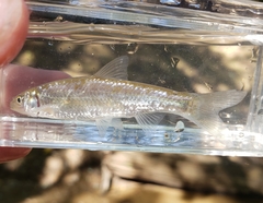 Hybognathus nuchalis