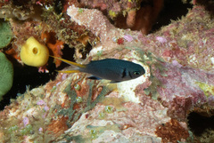 Chromis xanthura