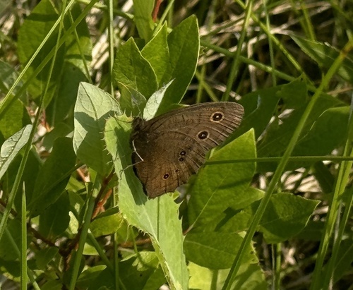 Common Wood-Nymph